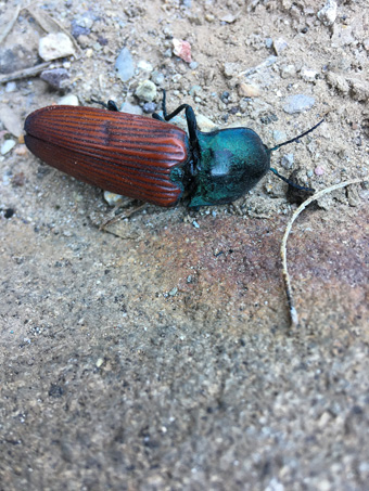 Large green and red Click Beetle